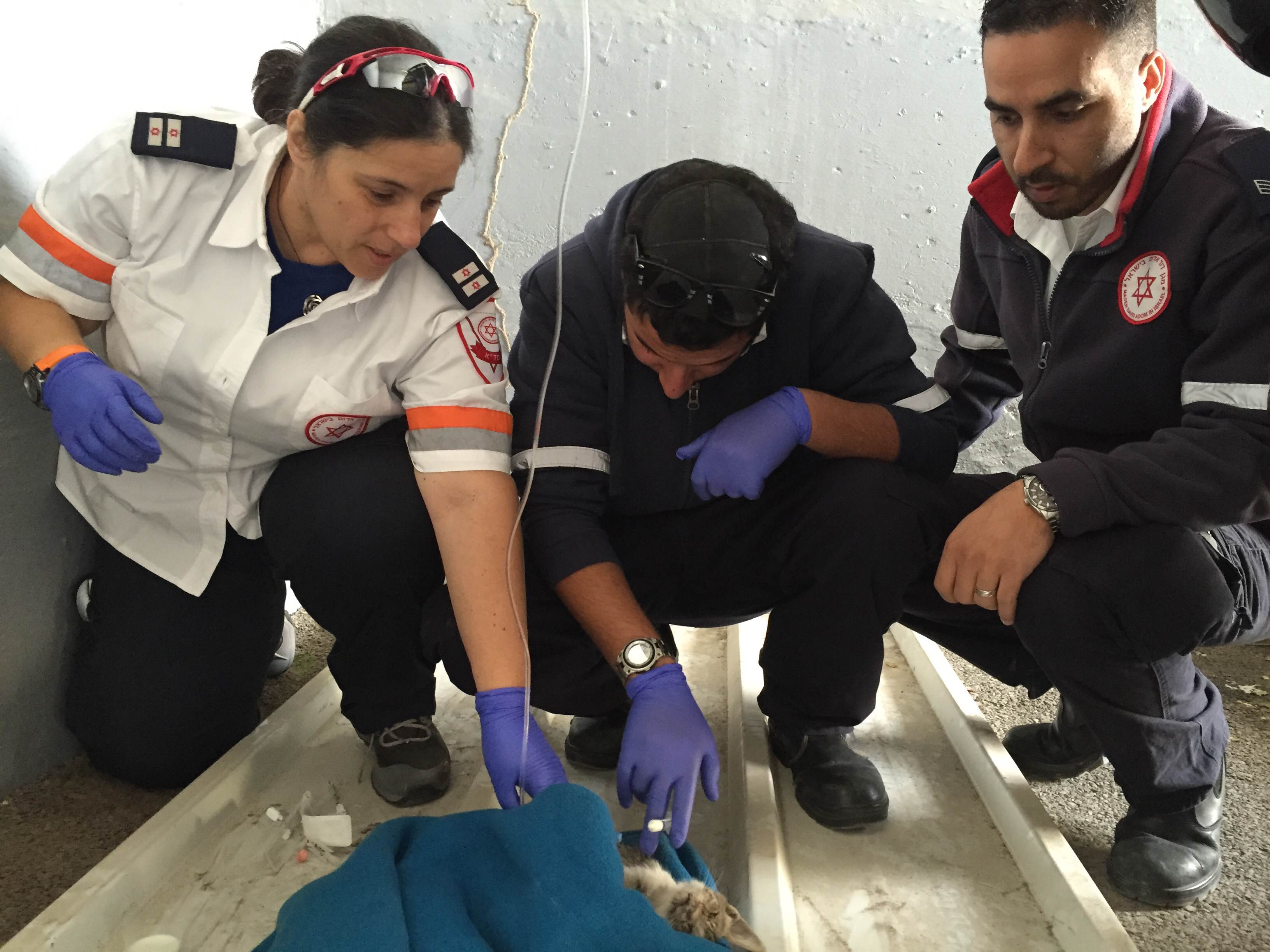 צוות מד"א מטפל בחתול בתחנת מד"א בית שאן. צילום: אופיר בן חמו