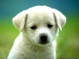 cute-puppy-dog